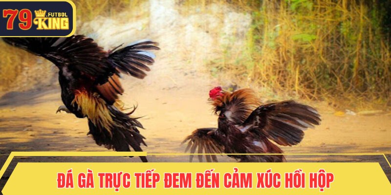 Đá gà trực tiếp đem đến cảm xúc hồi hộp